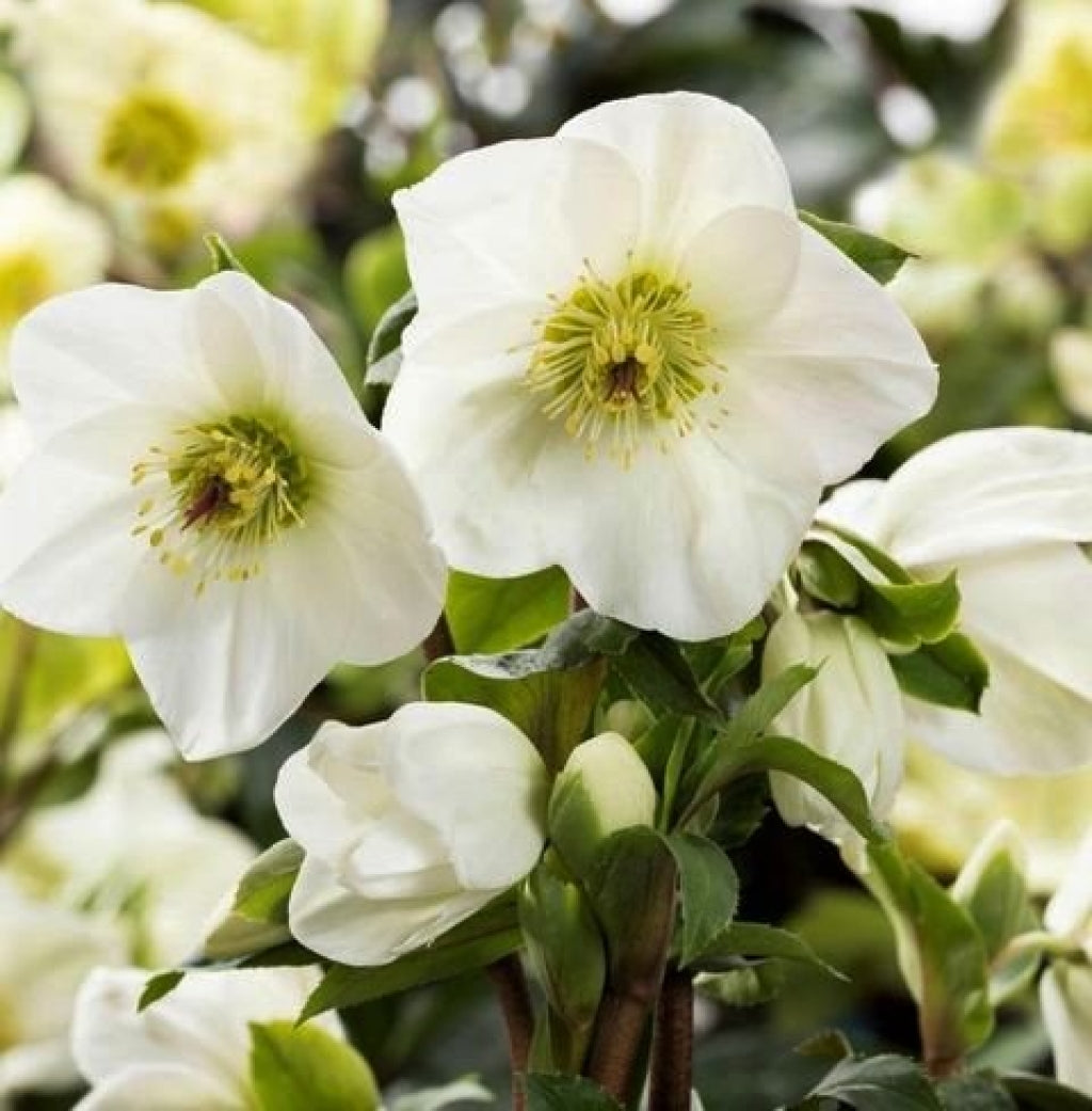 Hellebore 'Ice N' Roses White' Snow Rose