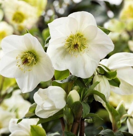 Hellebore 'Ice N' Roses White' Snow Rose