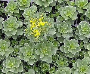 Sedum 'Immergrunchen' Stonecrop