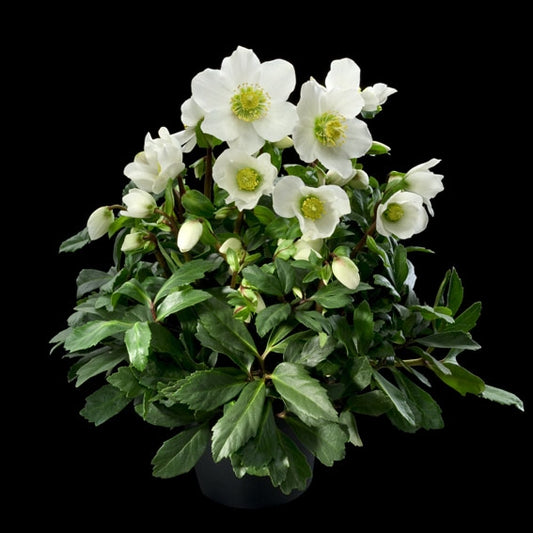 Jacob Hellebore Christmas Rose Perennial