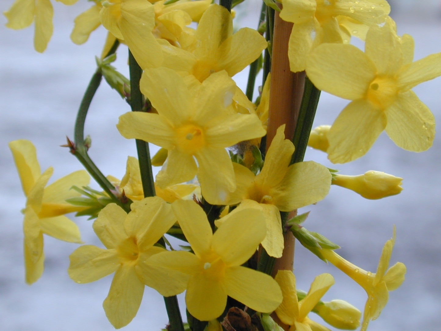 Winter Jasmine Jasminum nudiflorum