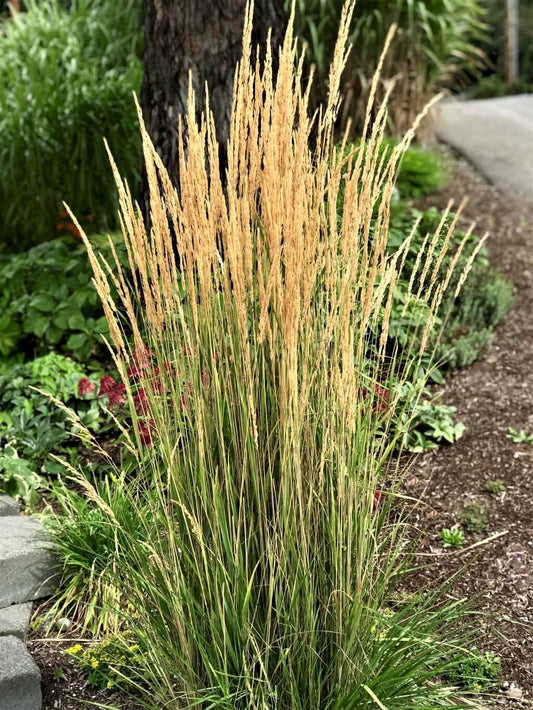 Calamagrostis acuti. 'Karl Foerster' Feather Reed Grass