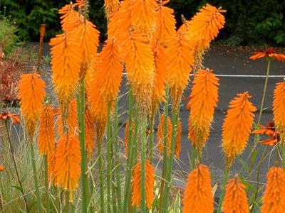 Kniphofia
