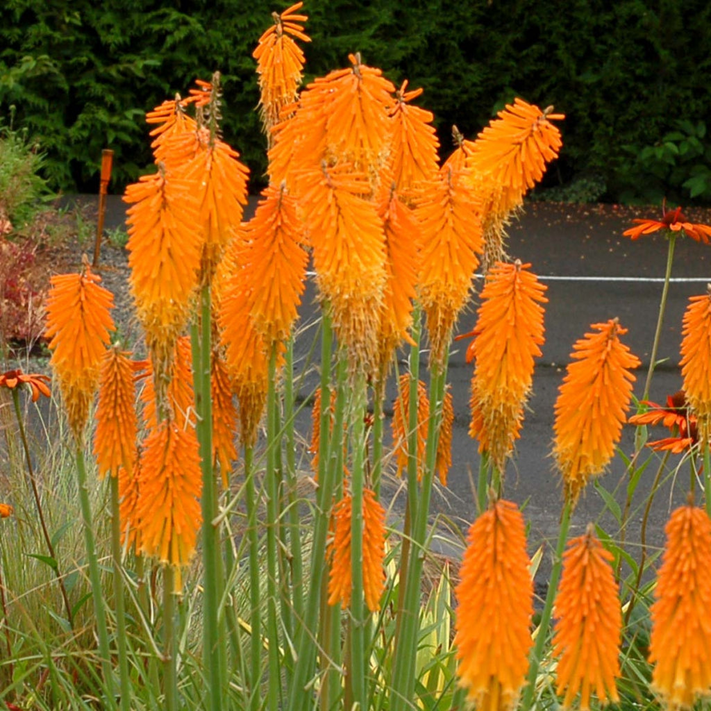 'Mango Popsicle' Red Hot Poker