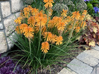 Kniphofia