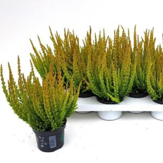 Calluna 'Las Vegas' Heather