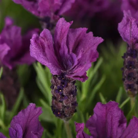 Anouk Purple Flare Spanish Lavender