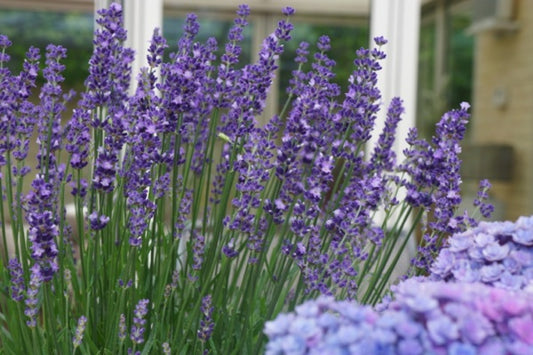 Big Time Blue English Lavender