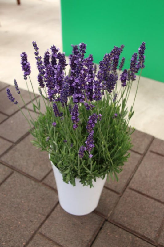Blue Spear English Lavender
