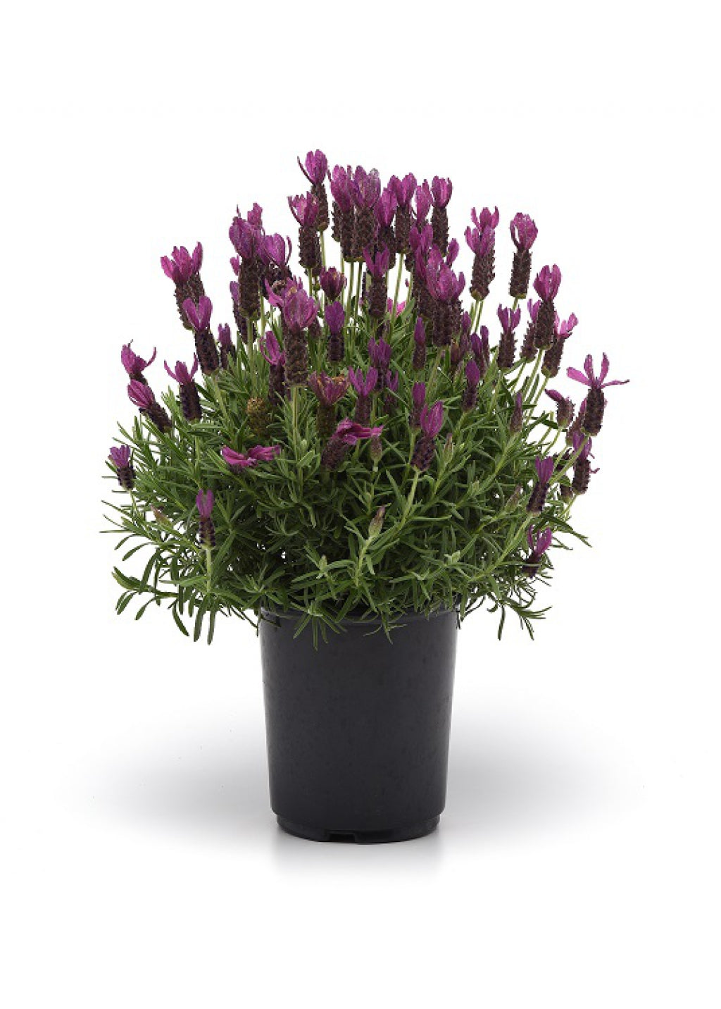 Primavera Spanish Lavender
