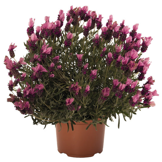 Lavandula st. 'Papillon Deep Rose' Spanish Lavender