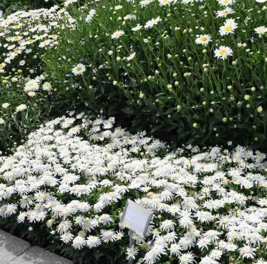 Carpet Angel Daisy Shasta Daisy