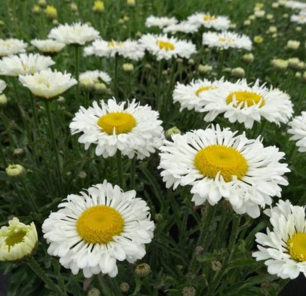 Leucanthemum Real Neat Shasta Daisy