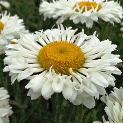 Leucanthemum Real Neat Shasta Daisy