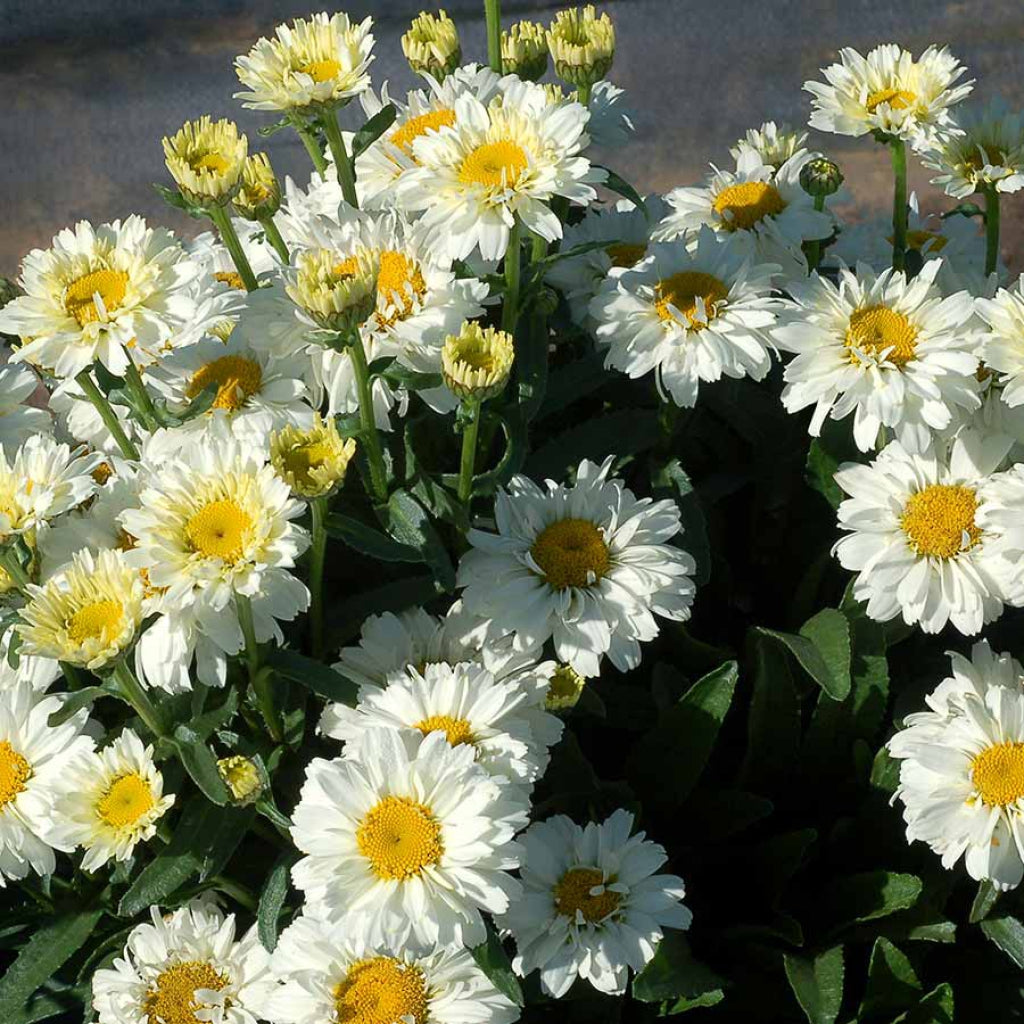 Sugar Bowl Shasta Daisy
