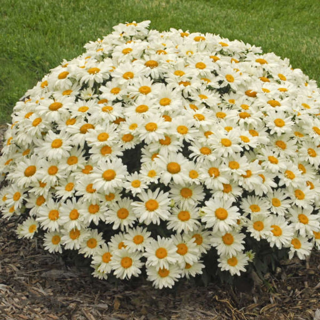 Whoops-a-Daisy Shasta Daisy