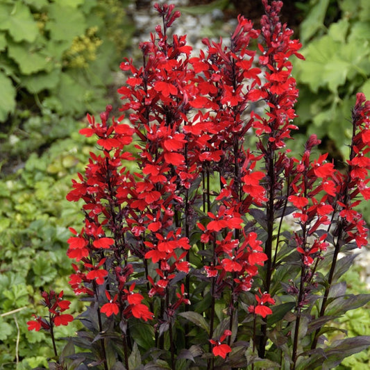 Queen Victoria Cardinal Flower