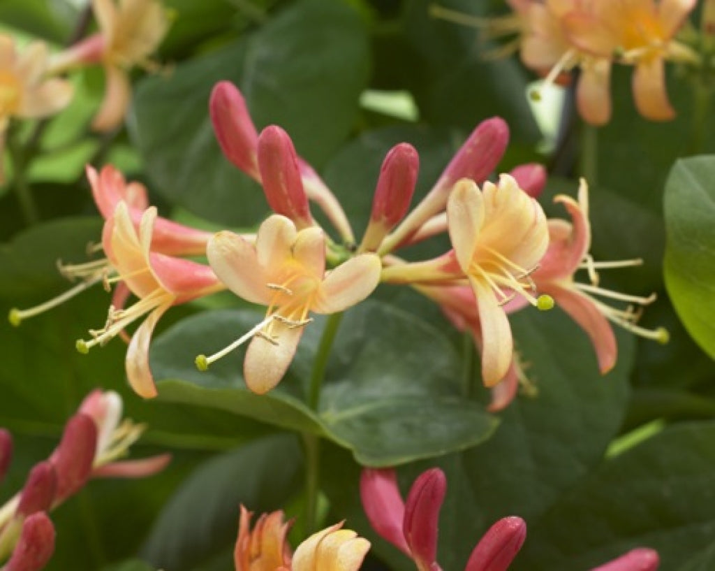 Lonicera 'Coral Star' Honeysuckle