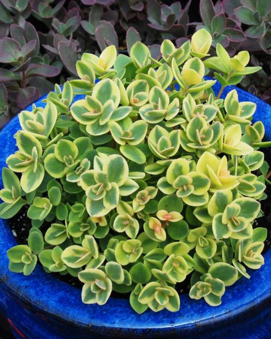 'Sunsparkler Lime Twister' Stonecrop
