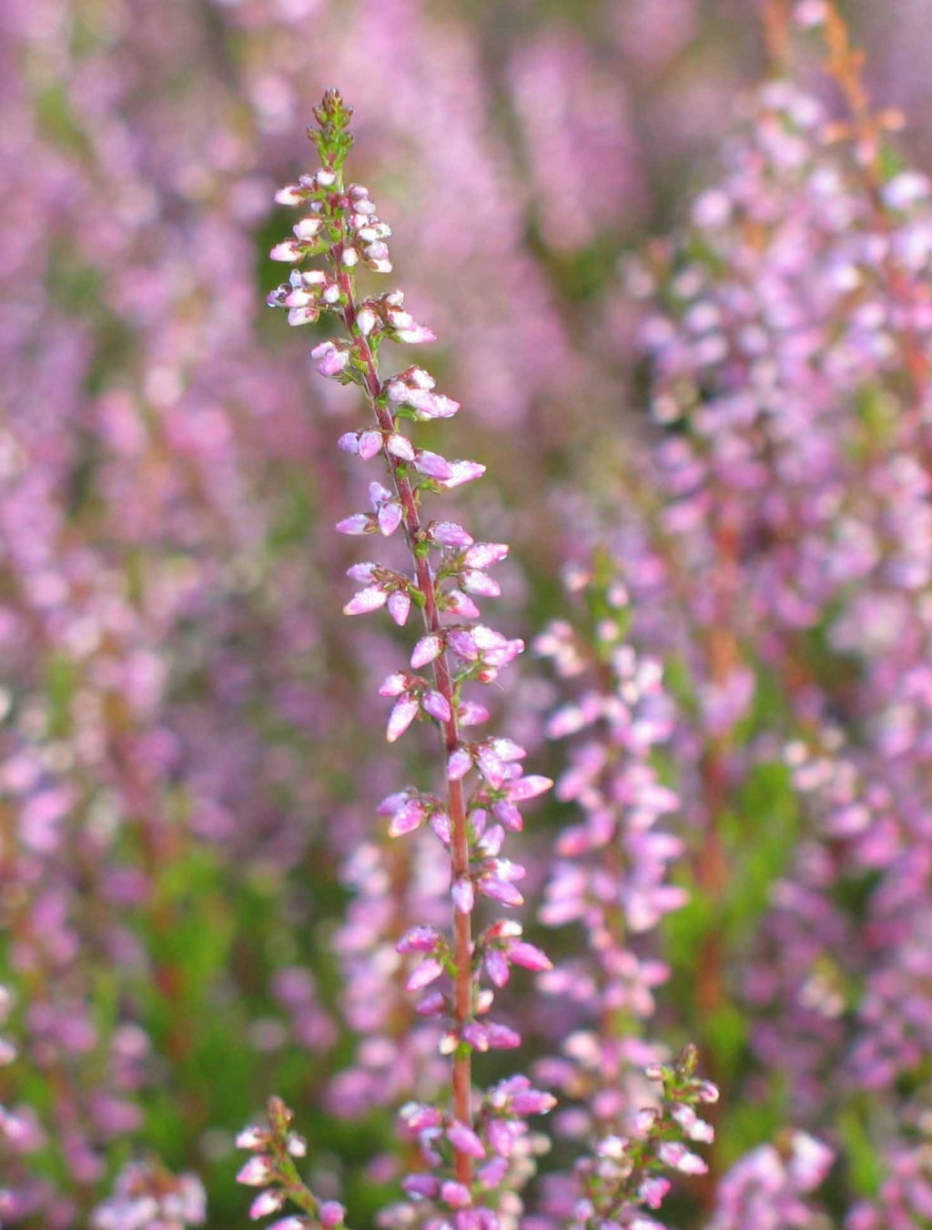 Calluna 'Michelle' Heather