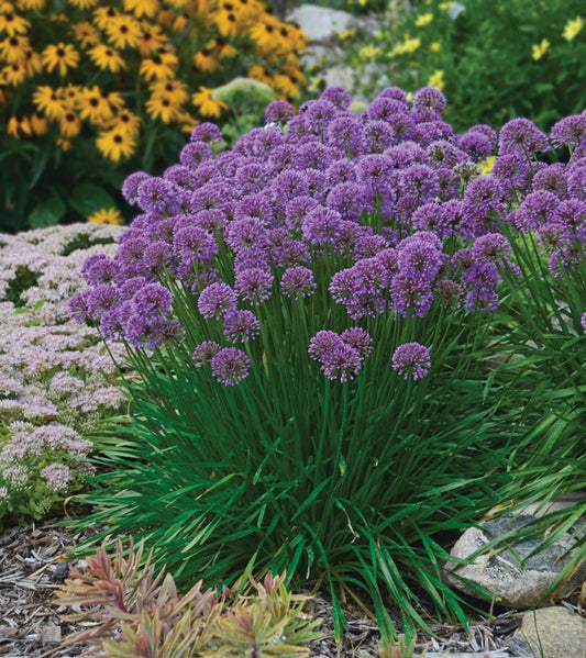 Allium 'Millenium' Ornamental Onion