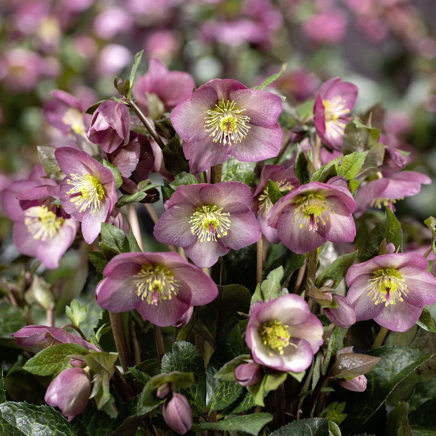 Helleborus 'Ice N' Roses Mindy Marble'