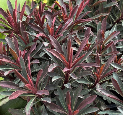 Euphorbia Miners Merlot Spurge