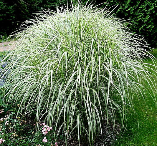 Miscanthus Variegated Maiden Grass