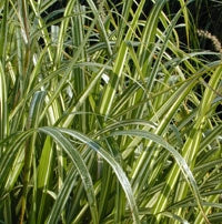 Miscanthus Cabaret Maiden Grass