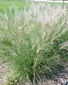 Miscanthus Little Kitten Maiden Grass