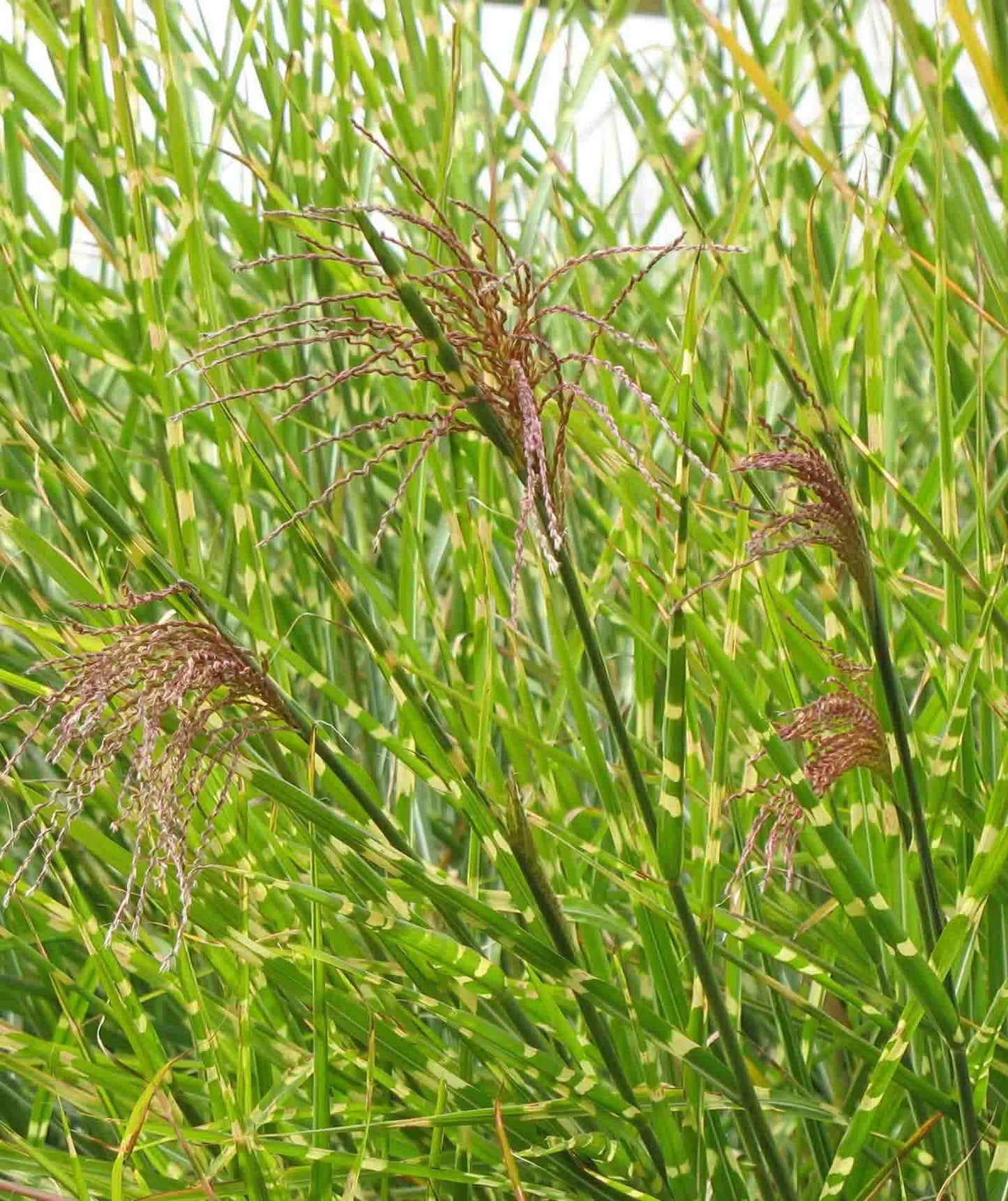 Miscanthus Strictus Porcupine Grass