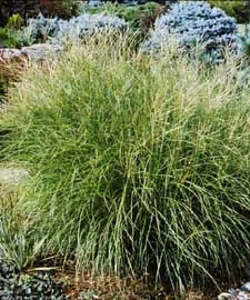 Miscanthus Yaku Jima Maiden Grass