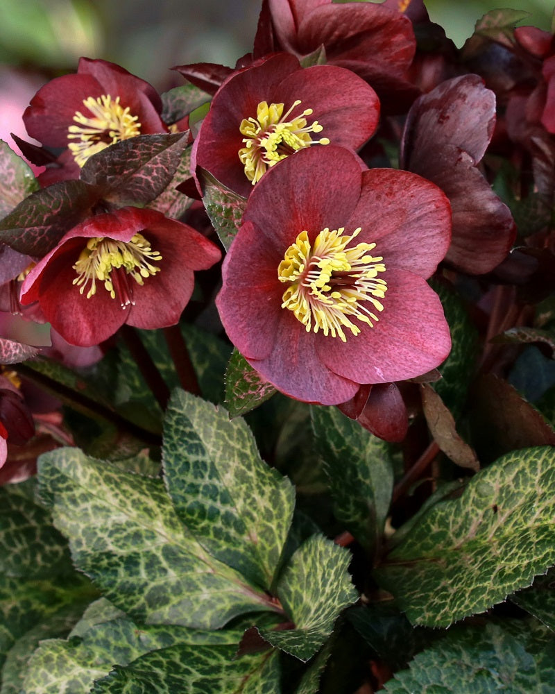 Helleborus 'Ice N' Roses Mona Marble'