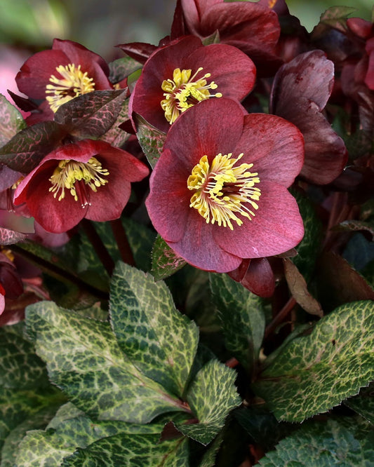 Helleborus 'Ice N' Roses Mona Marble'