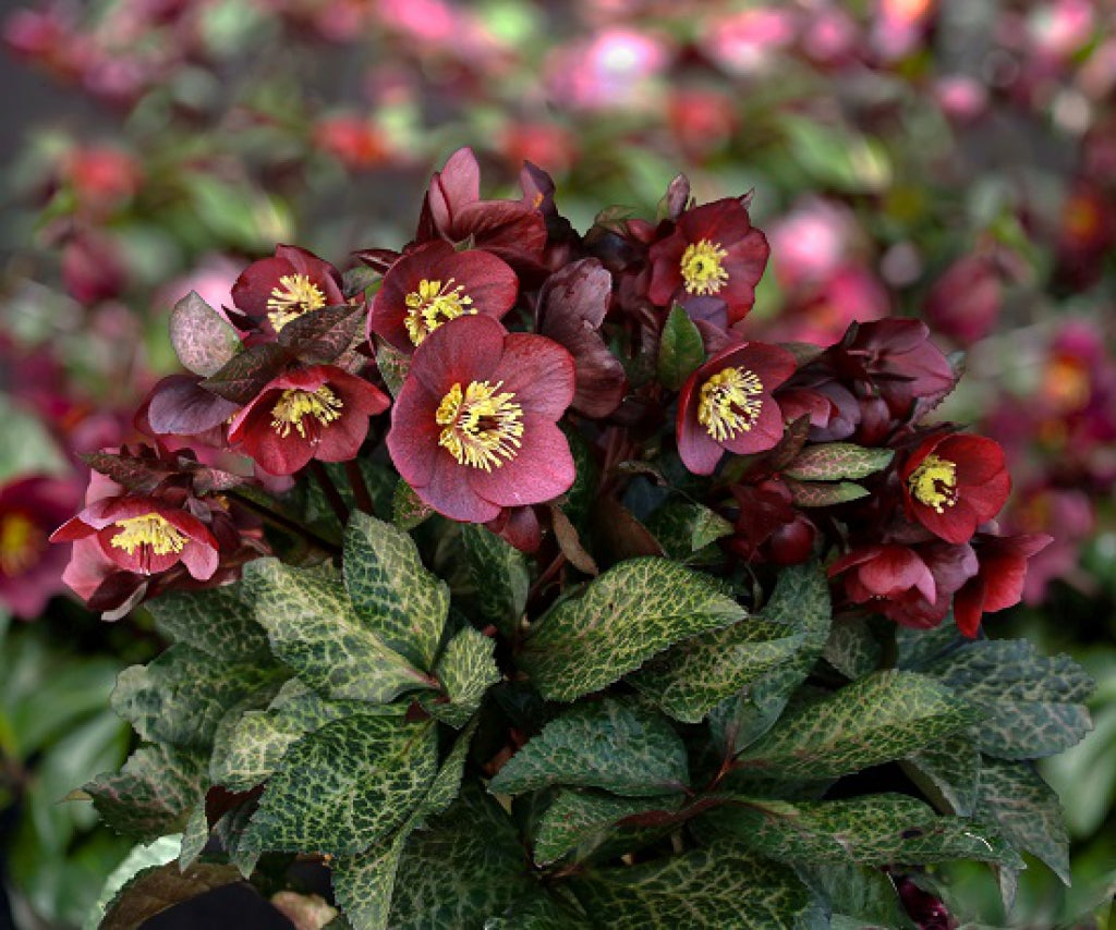Helleborus 'Ice N' Roses Mona Marble'
