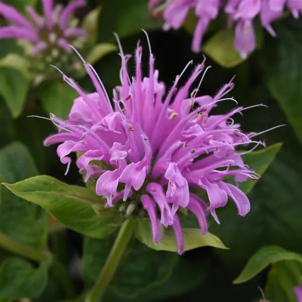 BeeMine Lavender Bee Balm