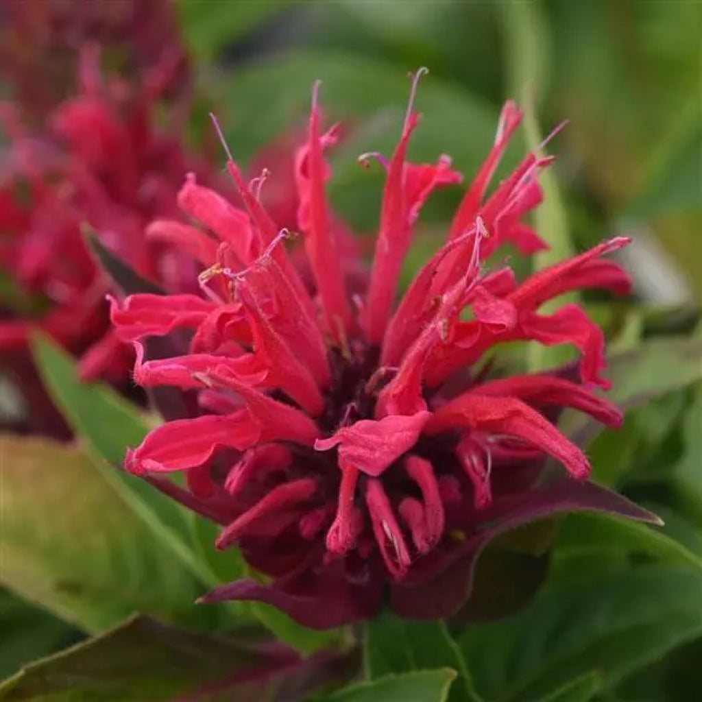 BeeMine Red Bee Balm