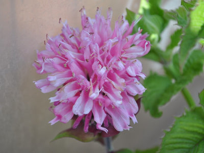Monarda