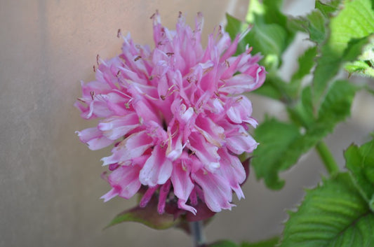 Marje Pink Bee Balm