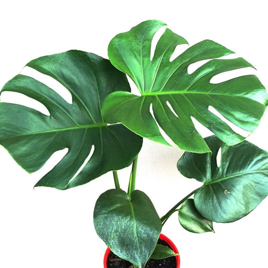 Monstera deliciosa Swiss Cheese Houseplant