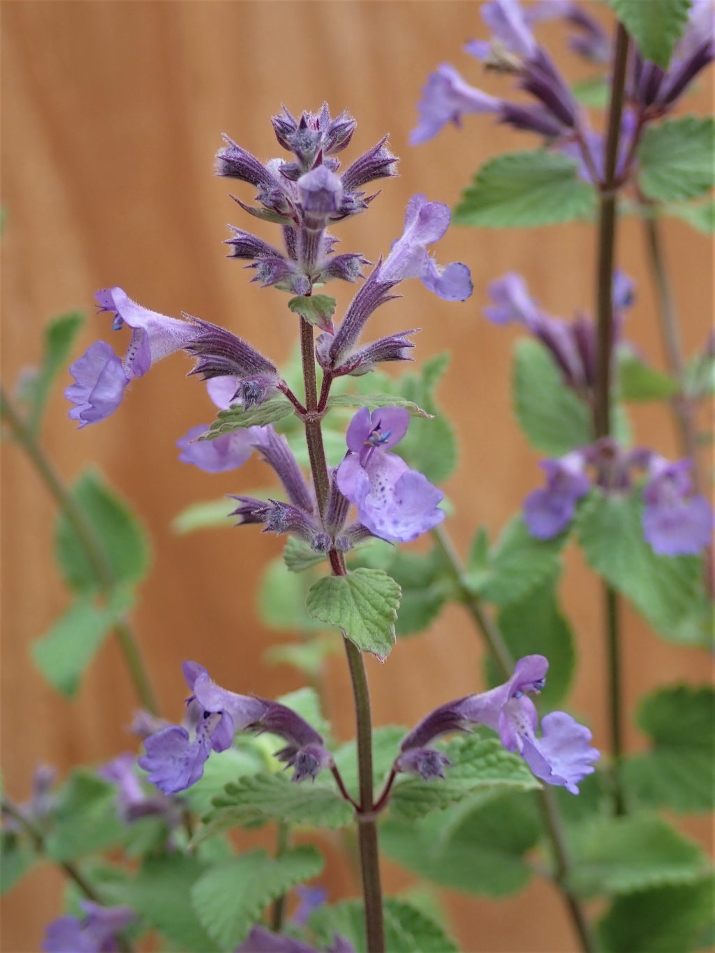 Blue Wonder Catmint