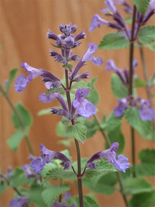 Blue Wonder Catmint