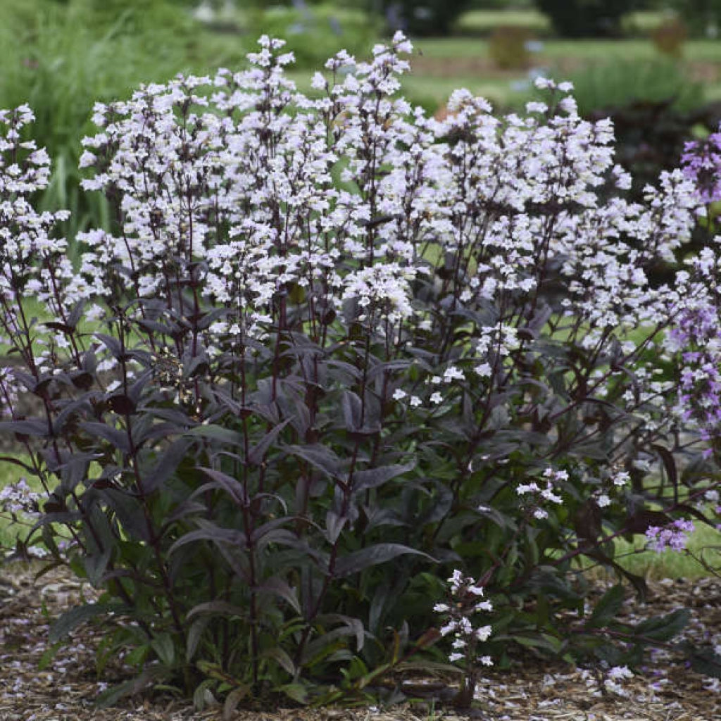 Penstemon 'Onyx and Pearls' Beardtongue