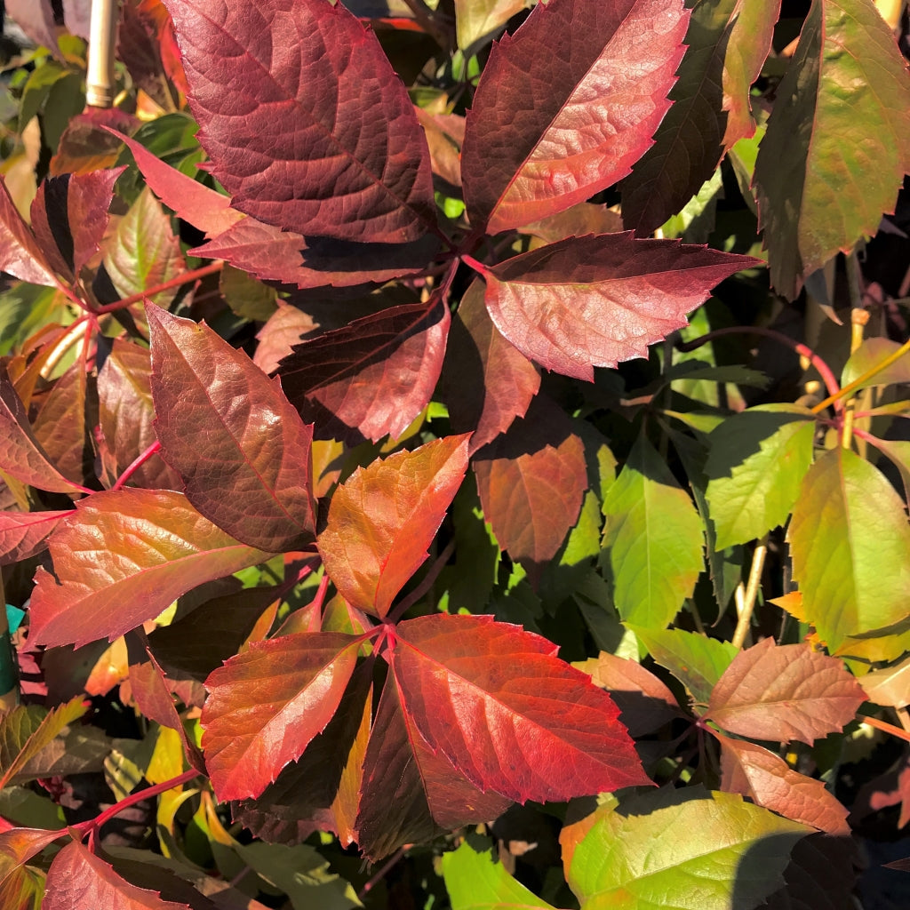 Parthenocissus quinquefolia Virginia Creeper