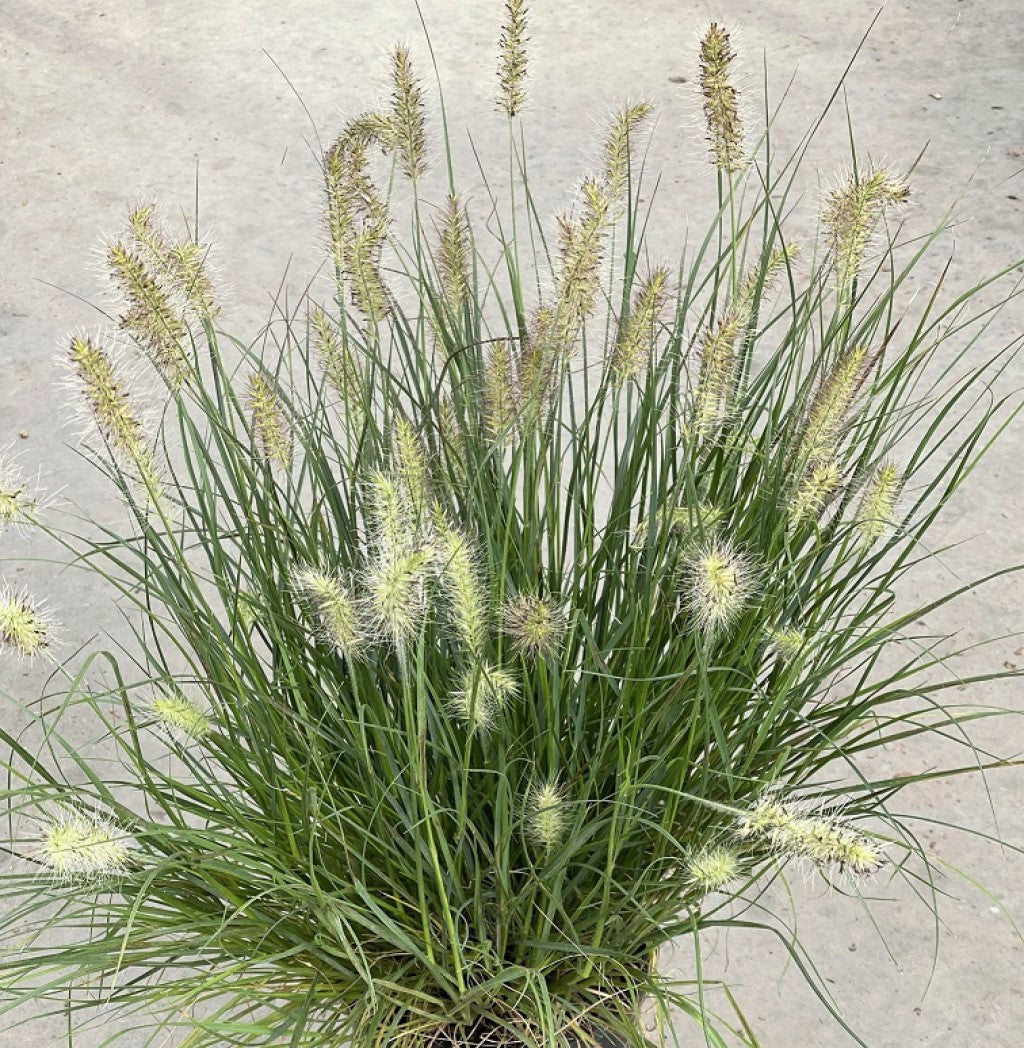 Little Bunny Fountain Grass