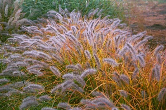 Moudry Fountain Grass