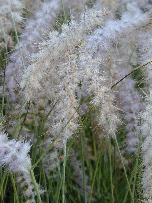 Oriental Fountain Grass