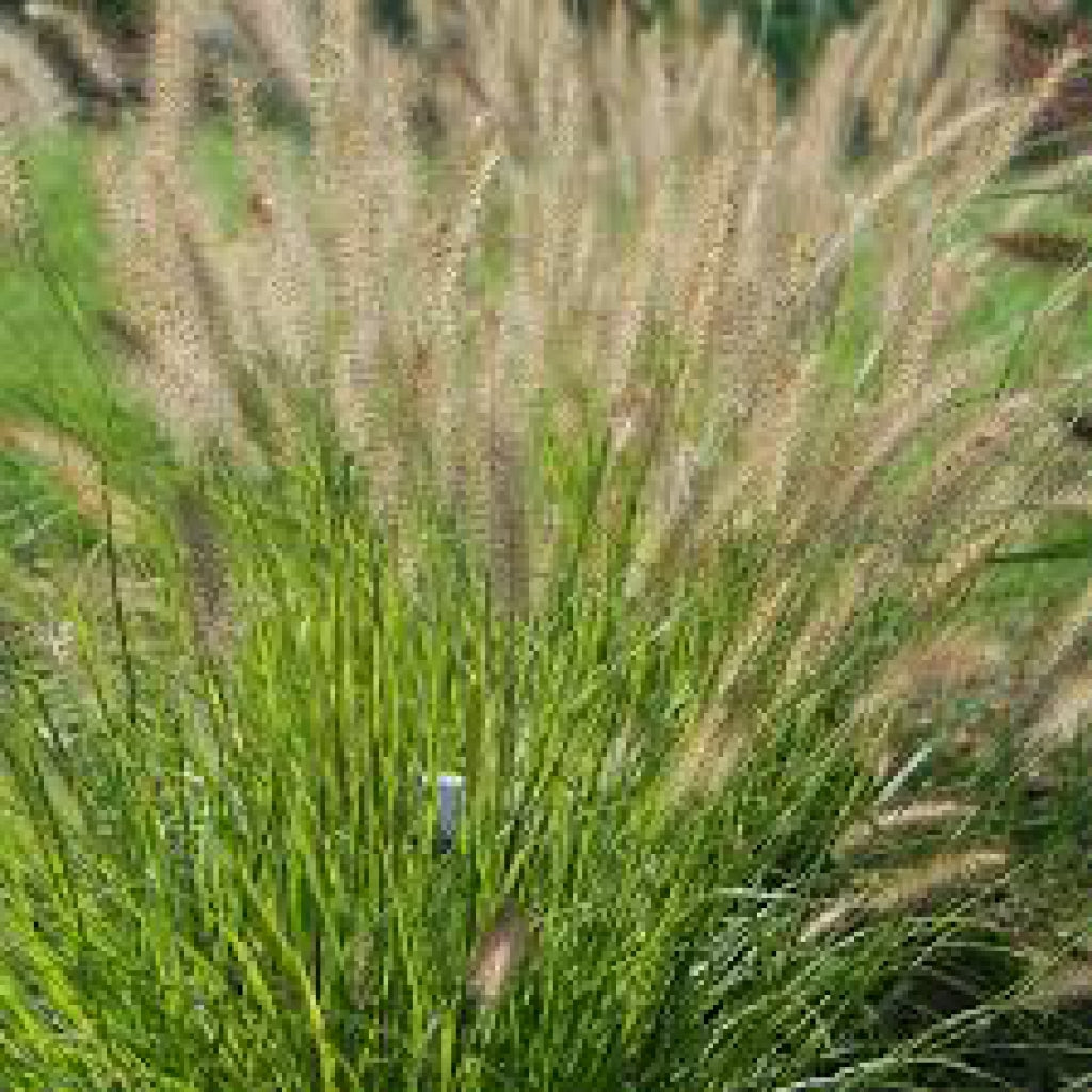 Yellow Ribbons Fountain Grass