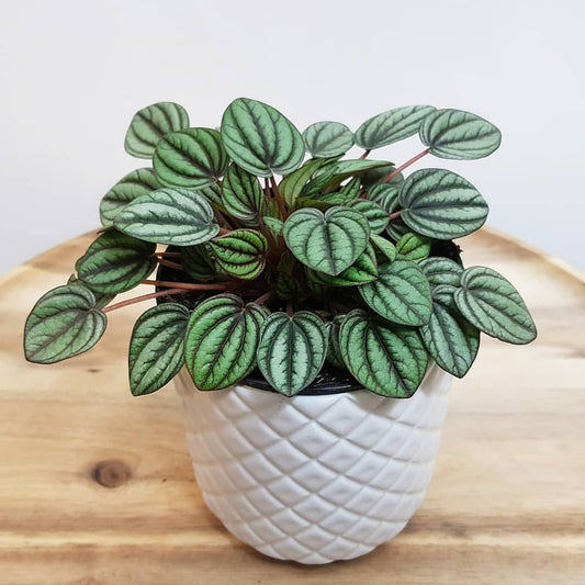 Peperomia 'Piccolo Banda' Houseplant