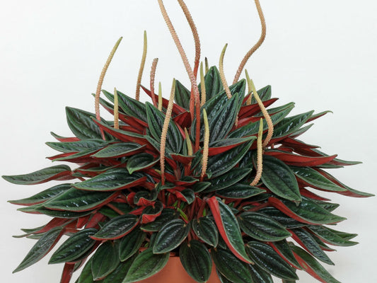 Peperomia 'Rosso' Houseplant